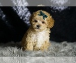 Small #1 Maltipoo
