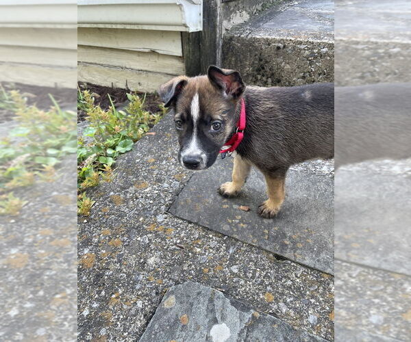 Medium Photo #6 Labrador Retriever-Unknown Mix Puppy For Sale in Brewster, NY, USA