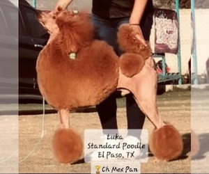 Poodle (Standard) Puppy for sale in EL PASO, TX, USA