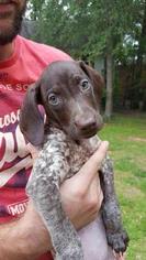 German Shorthaired Pointer Puppy for sale in TUSCALOOSA, AL, USA