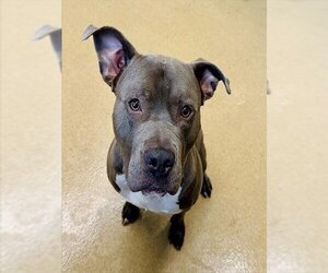 American Pit Bull Terrier Dogs for adoption in Derwood, MD, USA