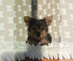 Small #3 Yorkshire Terrier