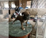 Small Photo #2 Boxer Puppy For Sale in SHELTON, WA, USA