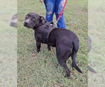 Small #5 American Pit Bull Terrier-Staffordshire Bull Terrier Mix
