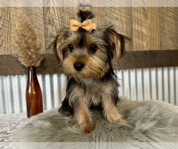 Medium Photo #4 Yorkshire Terrier Puppy For Sale in NAPPANEE, IN, USA