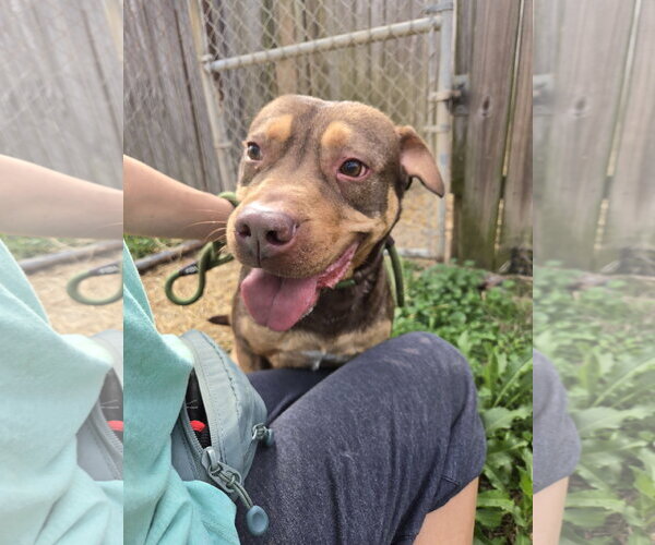 Medium Photo #3 American Staffordshire Terrier-Unknown Mix Puppy For Sale in Jackson, MS, USA