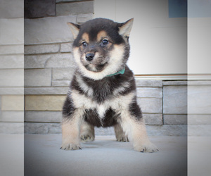 Shiba Inu Puppy for sale in CANTON, SD, USA