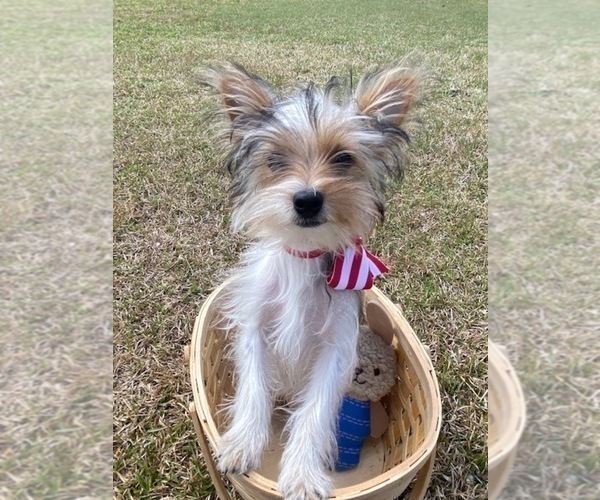 Medium Photo #2 Yorkshire Terrier Puppy For Sale in RALEIGH, NC, USA