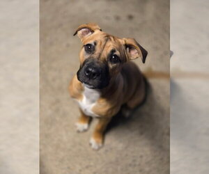 Mutt Dogs for adoption in Crandall, GA, USA