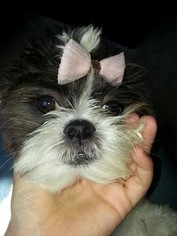 Shih Tzu Puppy for sale in SUN CITY, CA, USA