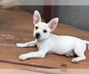 Chihuahua-Unknown Mix Dogs for adoption in Fort Worth, TX, USA