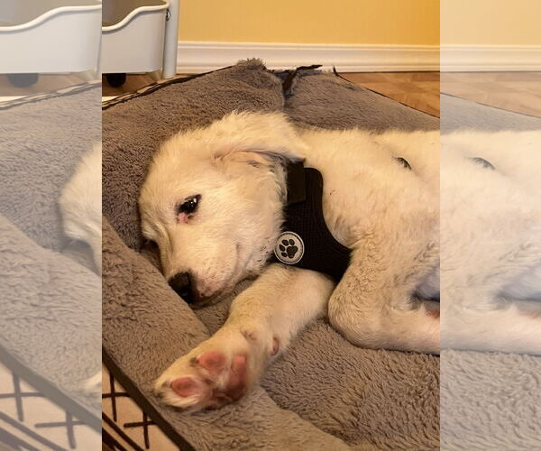 Medium Photo #2 Labrenees Puppy For Sale in Crossville, AL, USA