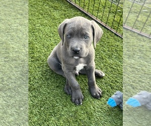 Cane Corso Puppy for sale in JOLIET, IL, USA