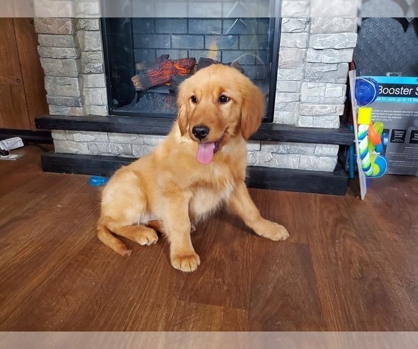 Medium Photo #7 Golden Retriever Puppy For Sale in FALCON, CO, USA