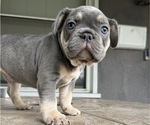 Puppy Tinny French Bulldog