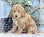 Small Photo #4 Goldendoodle (Miniature) Puppy For Sale in BIGLERVILLE, PA, USA