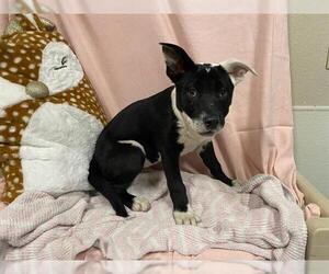 Border-Aussie Dogs for adoption in Modesto, CA, USA