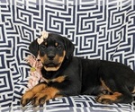 Small #3 Rottweiler