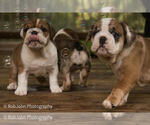 Small Photo #1 Bulldog Puppy For Sale in STRAFFORD, MO, USA