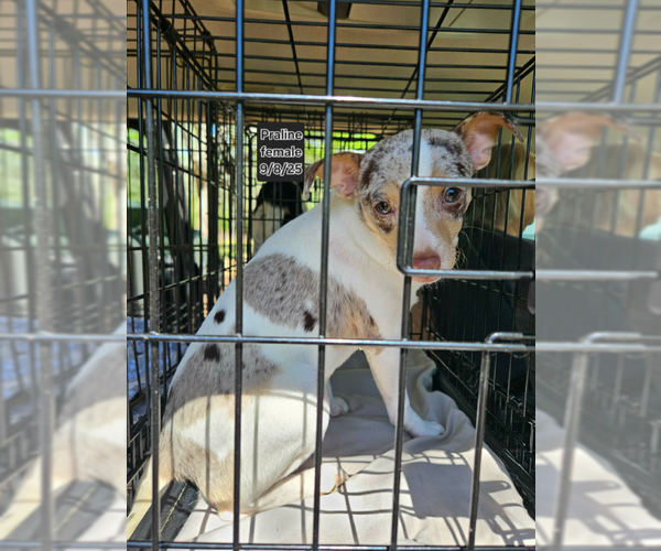 Medium Photo #1 Chihuahua-Unknown Mix Puppy For Sale in Cranston, RI, USA