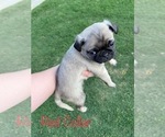 Small Photo #10 Pug Puppy For Sale in SUMTER, SC, USA