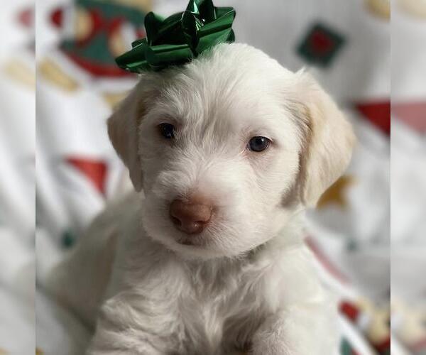 Medium Photo #2 Australian Kelpie-Unknown Mix Puppy For Sale in San Diego, CA, USA
