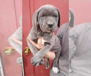 Cane Corso Puppy for sale in COTTAGEVILLE, SC, USA