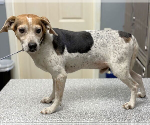 Medium Photo #7 Beagle-Unknown Mix Puppy For Sale in Dunnellon, FL, USA