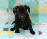 Small #5 Mutt