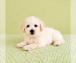 Image preview for Ad Listing. Nickname: Benson