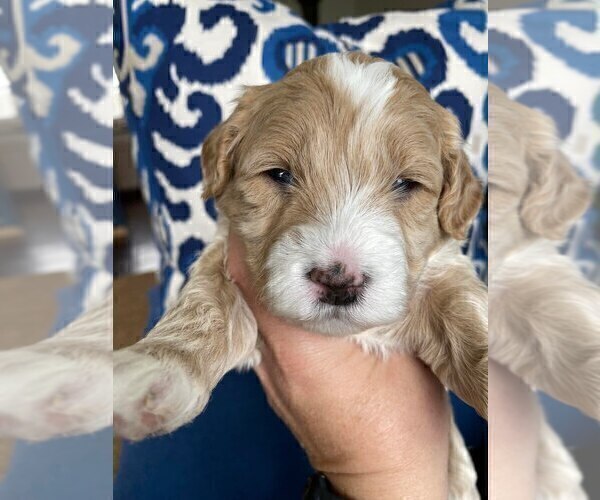 Medium Photo #2 Goldendoodle (Miniature) Puppy For Sale in WINNECONNE, WI, USA