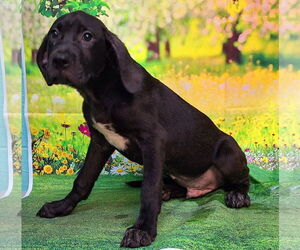 Labrador Retriever-Unknown Mix Dogs for adoption in Wetumpka, AL, USA