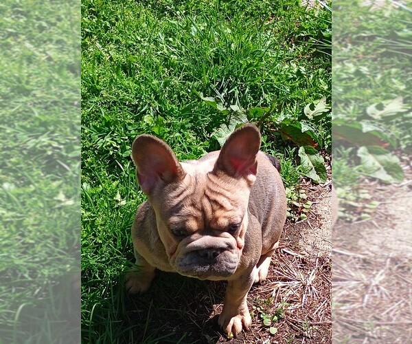 Medium Photo #2 French Bulldog Puppy For Sale in AKRON, OH, USA