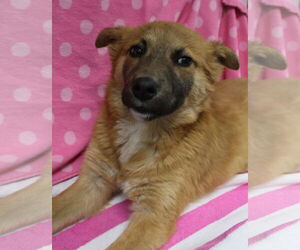 Shepradors Dogs for adoption in Princeton, MN, USA