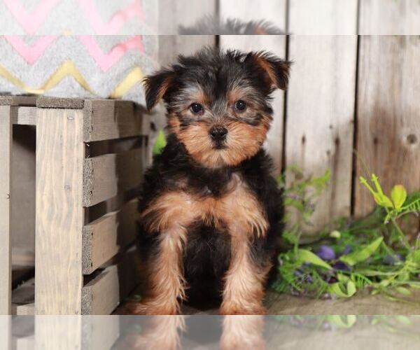 Medium Photo #1 Yorkshire Terrier Puppy For Sale in MOUNT VERNON, OH, USA