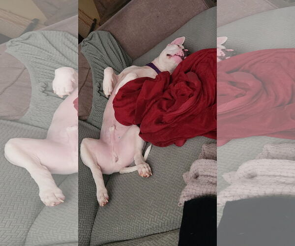 Medium Photo #14 Mutt Puppy For Sale in Philadelphia, PA, USA