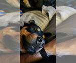 Small #35 Border Collie Mix