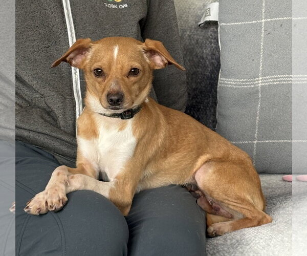 Medium Photo #3 Chihuahua-Unknown Mix Puppy For Sale in Bellevue, WA, USA