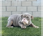 Small #9 English Bulldog