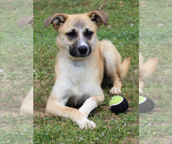 Medium Photo #2 Mutt Puppy For Sale in Prattville, AL, USA