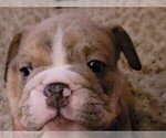 Small Photo #28 English Bulldog Puppy For Sale in COLUMBUS, OH, USA