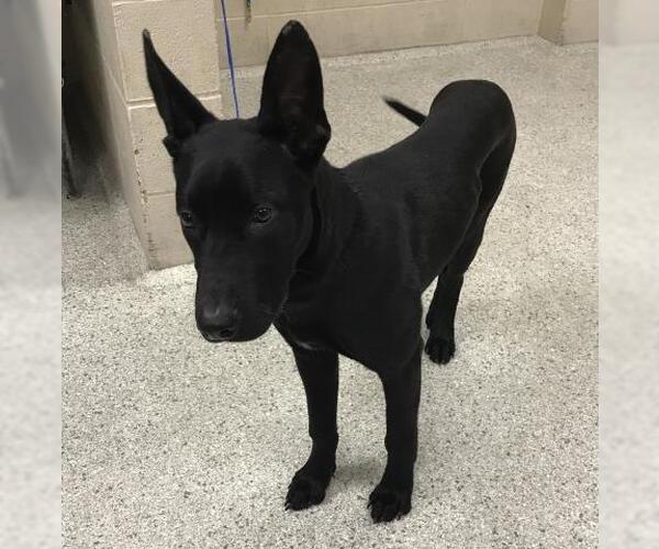 Medium Photo #1 German Shepherd Dog-Unknown Mix Puppy For Sale in Conroe, TX, USA