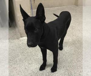 German Shepherd Dog-Unknown Mix Dogs for adoption in Conroe, TX, USA