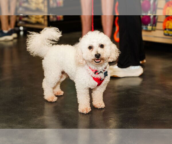 Medium Photo #7 Poodle (Miniature) Puppy For Sale in St. Louis Park, MN, USA