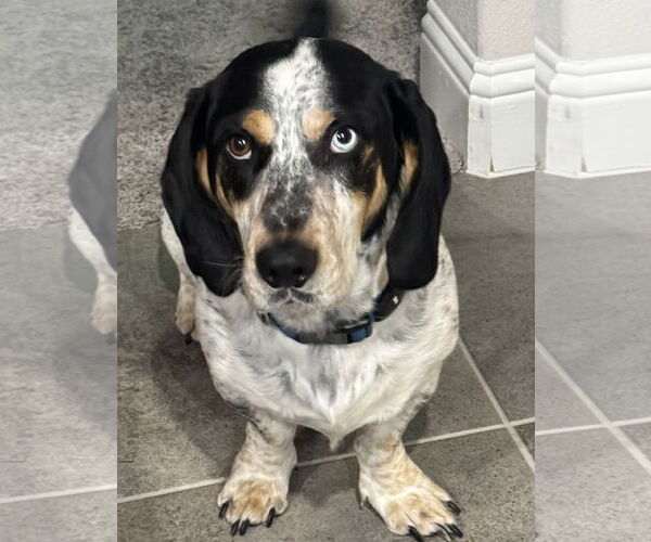 Medium Photo #5 Bagle Hound Puppy For Sale in Carrollton, TX, USA