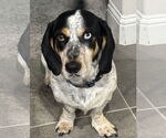 Small #4 Bagle Hound