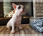 Small Photo #21 French Bulldog Puppy For Sale in OSHKOSH, WI, USA