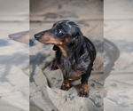 Small Photo #1 Dachshund Puppy For Sale in SAGINAW, MI, USA