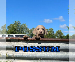 Labrador Retriever Puppy for sale in MARSHFIELD, MO, USA