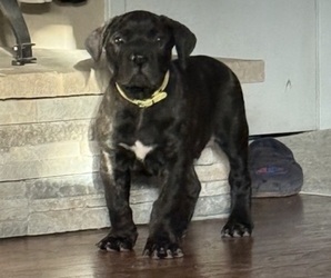 Boerboel Puppy for sale in CALIFORNIA PINES, CA, USA
